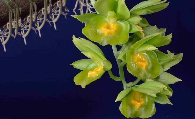 sustrato para cotasetum orquidea