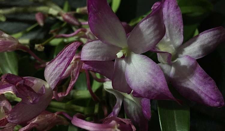 como cuidar a una flor marchitada de orquidea
