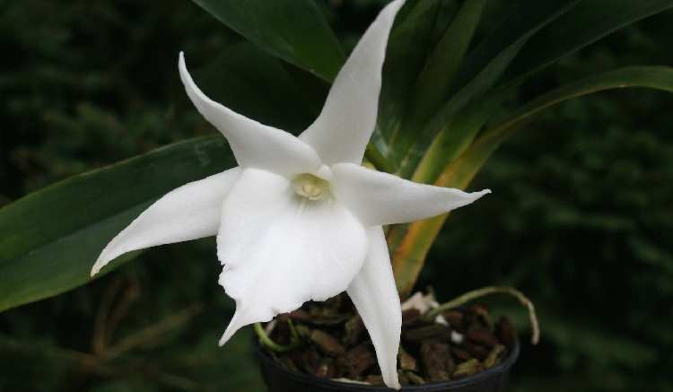 como cultivar orquideas angraecum sesquipedale