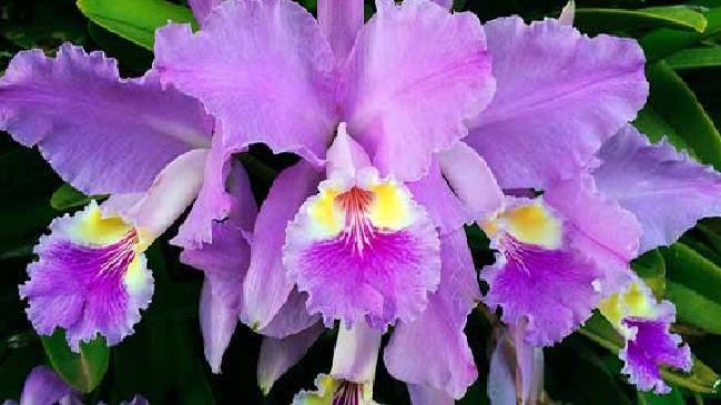 cuales son las flores de orquideas que hay en venezuela