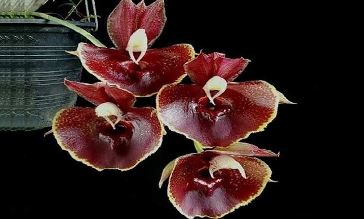 planta de Orquídeas Catasetum madura