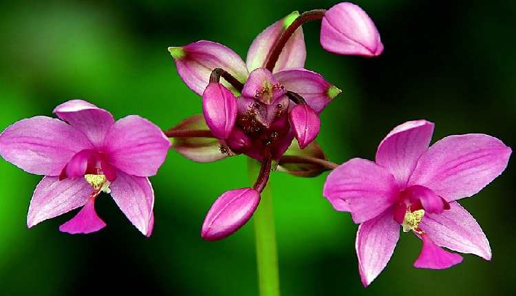 que hacer mientras florece las orquideas