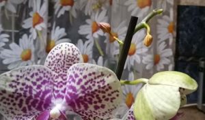 evitar caida de flor de orquidea