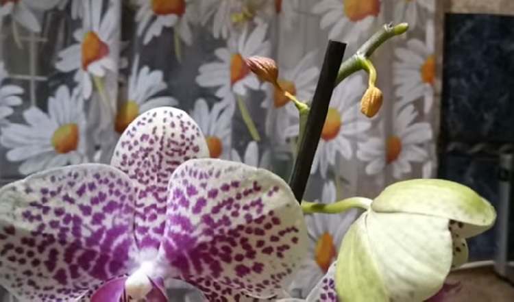 evitar caida de flor de orquidea