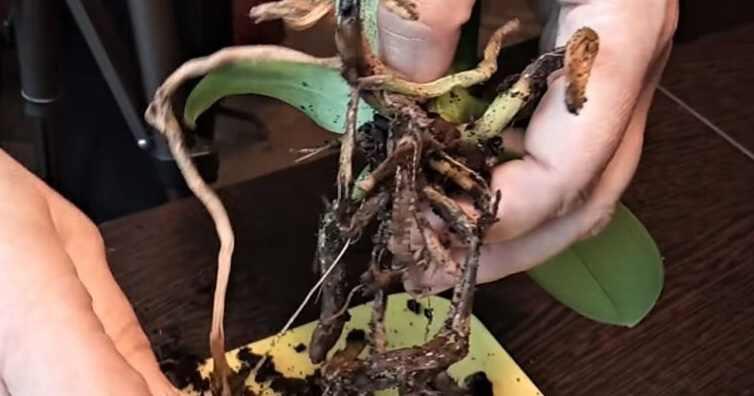 como transplantar orquideas en macetas en casa